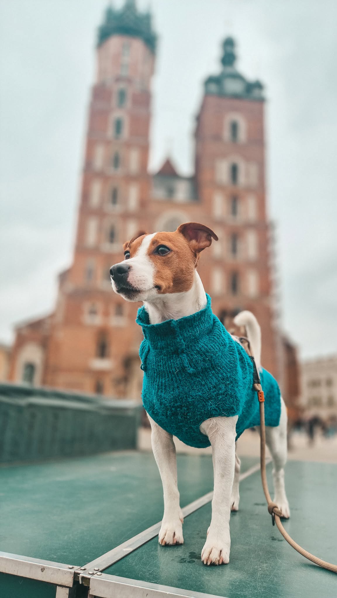 Baxter przed Kościołem Mariackim w Krakowie podczas zwiedzania Polski z psem