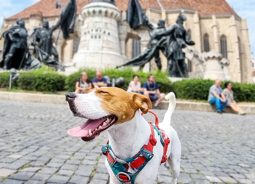 Baxter – Jack Russell Terrier podczas podróży po mieście